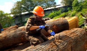 Kayu Oak yang siap diproduksi