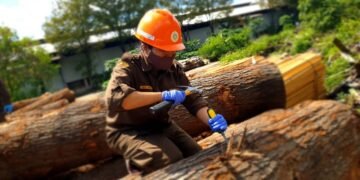 Kayu Oak yang siap diproduksi