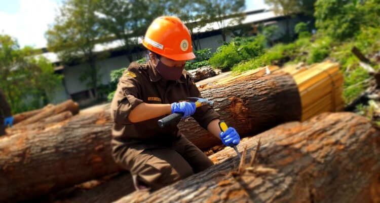 Kayu Oak yang siap diproduksi