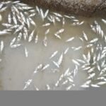 Ikan bermatian di laut