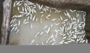 Ikan bermatian di laut