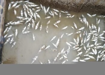 Ikan bermatian di laut