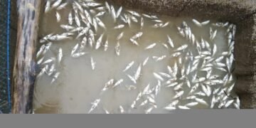 Ikan bermatian di laut