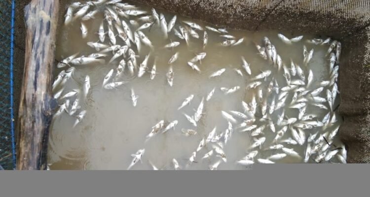 Ikan bermatian di laut