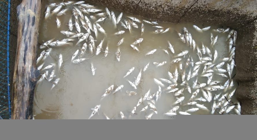 Ikan bermatian di laut
