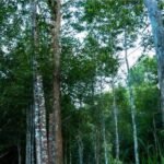 Gaharu, Pohon dari Surga yang Bernilai Luar Biasa