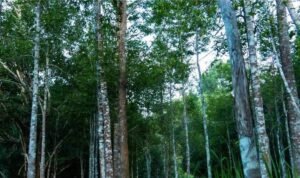 Gaharu, Pohon dari Surga yang Bernilai Luar Biasa