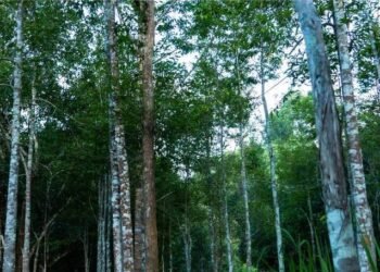 Gaharu, Pohon dari Surga yang Bernilai Luar Biasa