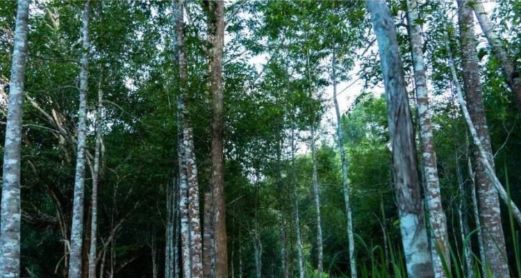 Gaharu, Pohon dari Surga yang Bernilai Luar Biasa