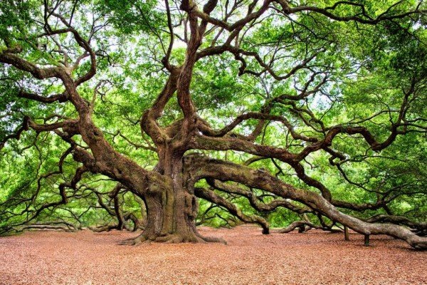 Kayu Oak