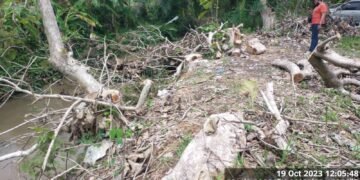 Oknum Polisi Diduaga Pembalak Liar Pohon Jati Aset PTPN 2 Diperiksa Propam Polres Langkat