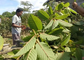 Manfaat dan Efek Samping Tanaman Kratom