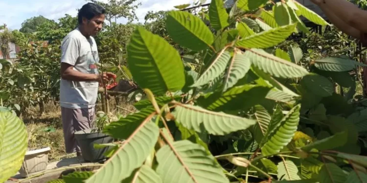 Manfaat dan Efek Samping Tanaman Kratom
