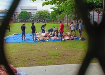 Idul Adha 1445 H, Edy Rahmayadi Kurban 2 Ekor Sapi di Lapas Narkotika Kelas IIA Langkat