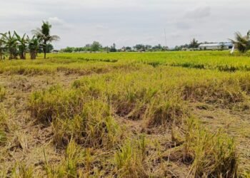 Miris!!! Agen Padi Beli Gabah Petani di Langkat Tak Sesuai Impres