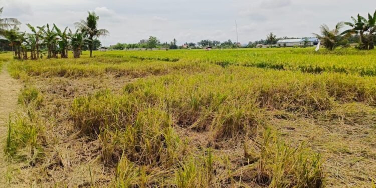Miris!!! Agen Padi Beli Gabah Petani di Langkat Tak Sesuai Impres
