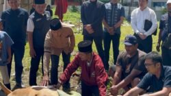 Idul Adha 1446 H : NasDem Sumut Tunaikan Qurban, 3 Ekor Sapi untuk Masyarakat