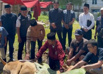 Idul Adha 1446 H : NasDem Sumut Tunaikan Qurban, 3 Ekor Sapi untuk Masyarakat