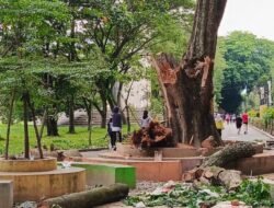 Kayu Patah di Alun-alun Stabat Telan Korban Jiwa, Warga: Copot Kadis LH Langkat