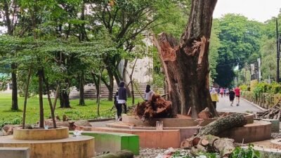Kayu Patah di Alun-alun Stabat Telan Korban Jiwa, Warga: Copot Kadis LH Langkat