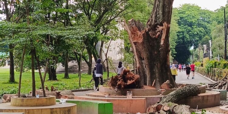 Kayu Patah di Alun-alun Stabat Telan Korban Jiwa, Warga: Copot Kadis LH Langkat