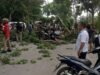 Batang Pohon Timpa Warga Lagi, DPRD Langkat Segera Panggil Bupati