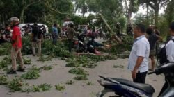 Batang Pohon Timpa Warga Lagi, DPRD Langkat Segera Panggil Bupati