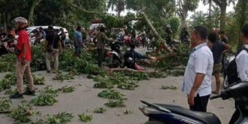 Batang Pohon Timpa Warga Lagi, DPRD Langkat Segera Panggil Bupati