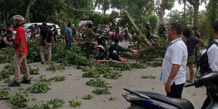 Batang Pohon Timpa Warga Lagi, DPRD Langkat Segera Panggil Bupati