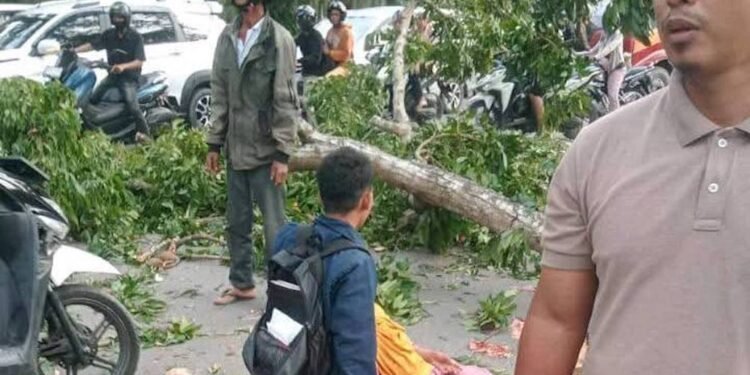 Batang Pohon Timpa Warga Lagi, DPRD Langkat Segera Panggil Bupati