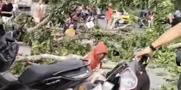 Tertimpa Batang Pohon di Penceng, Pengendara Sepeda Motor Terkapar