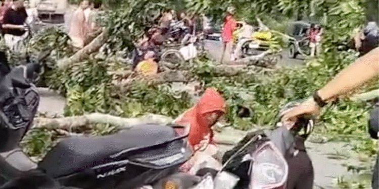 Tertimpa Batang Pohon di Penceng, Pengendara Sepeda Motor Terkapar