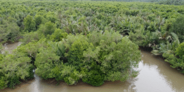 Dibiayai Pengusaha Asing, Warga Halaban Tolak Alih Fungsi Kawasan Mangrove